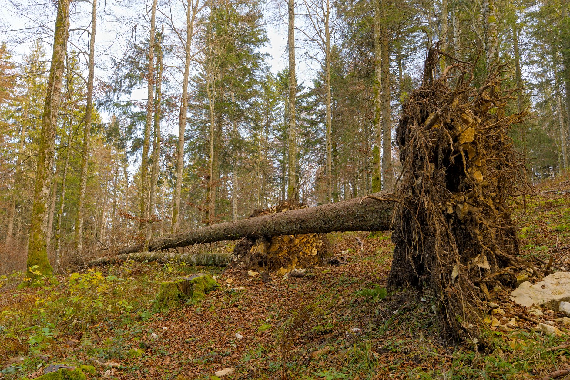 Enlèvement arbre urgence équipe à Montaigu-Vendée
